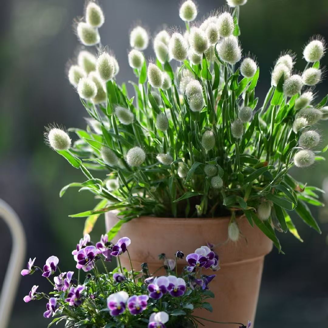 花园露台鼠尾草毛地黄线性植物蓝色花庭院花卉阳台花苗盆栽耐寒