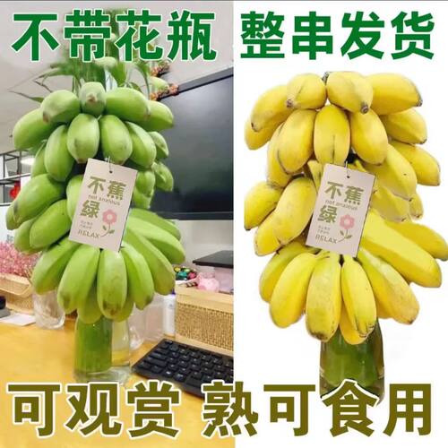 【严选】禁止焦虑水果广西小米蕉新鲜香蕉批发3斤10斤批發贸易
