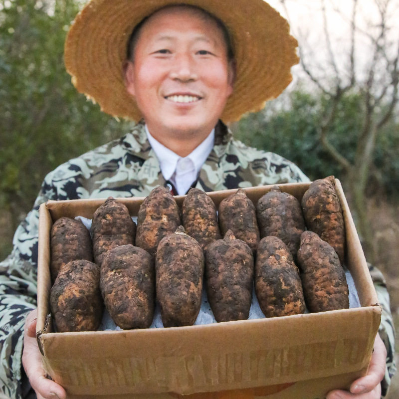 新鲜天麻云南昭通天麻湖北罗田天麻小草坝现挖鲜天麻