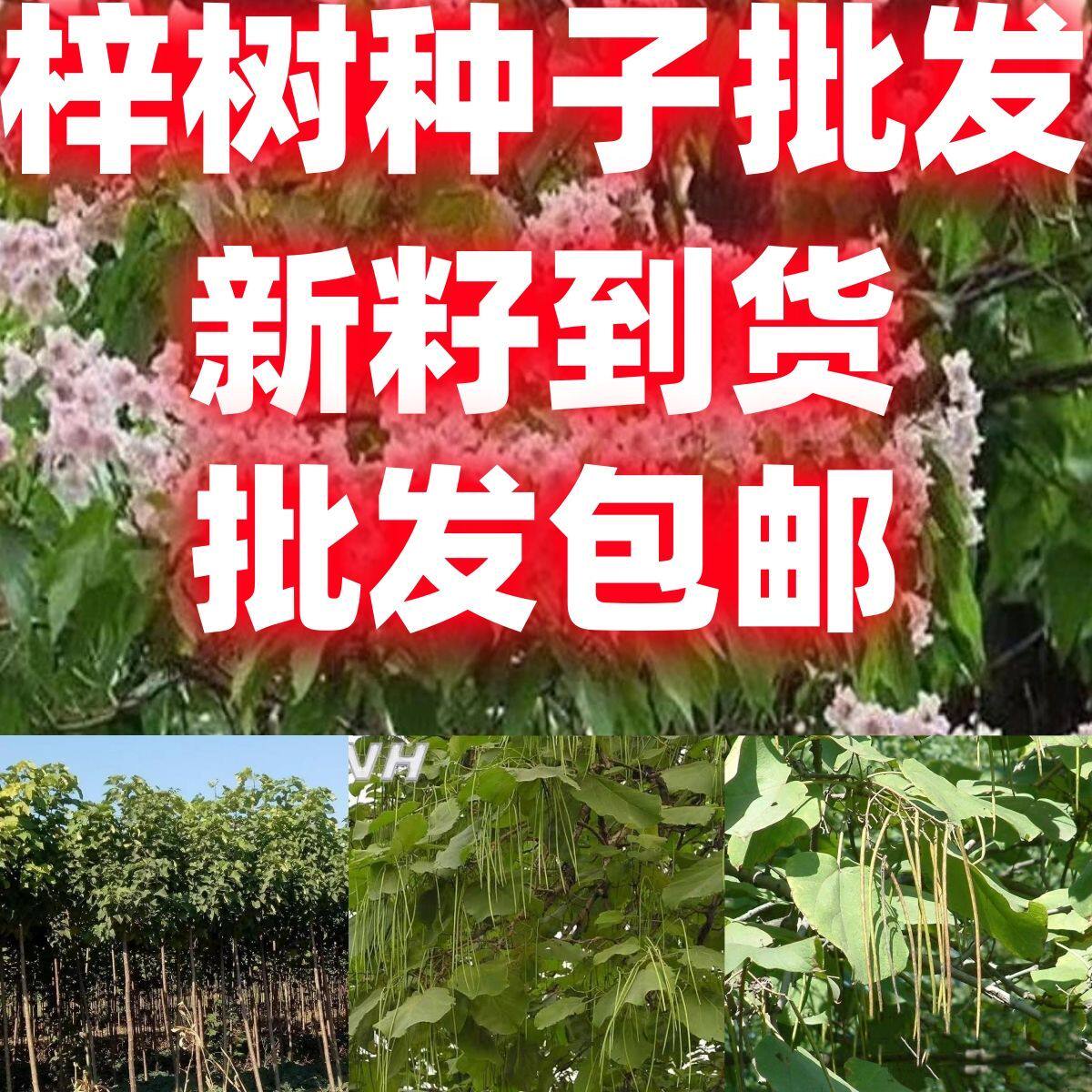 梓树种子楸树种子金丝楸种子臭梧桐种子黄花楸水桐楸河楸梓桐种子
