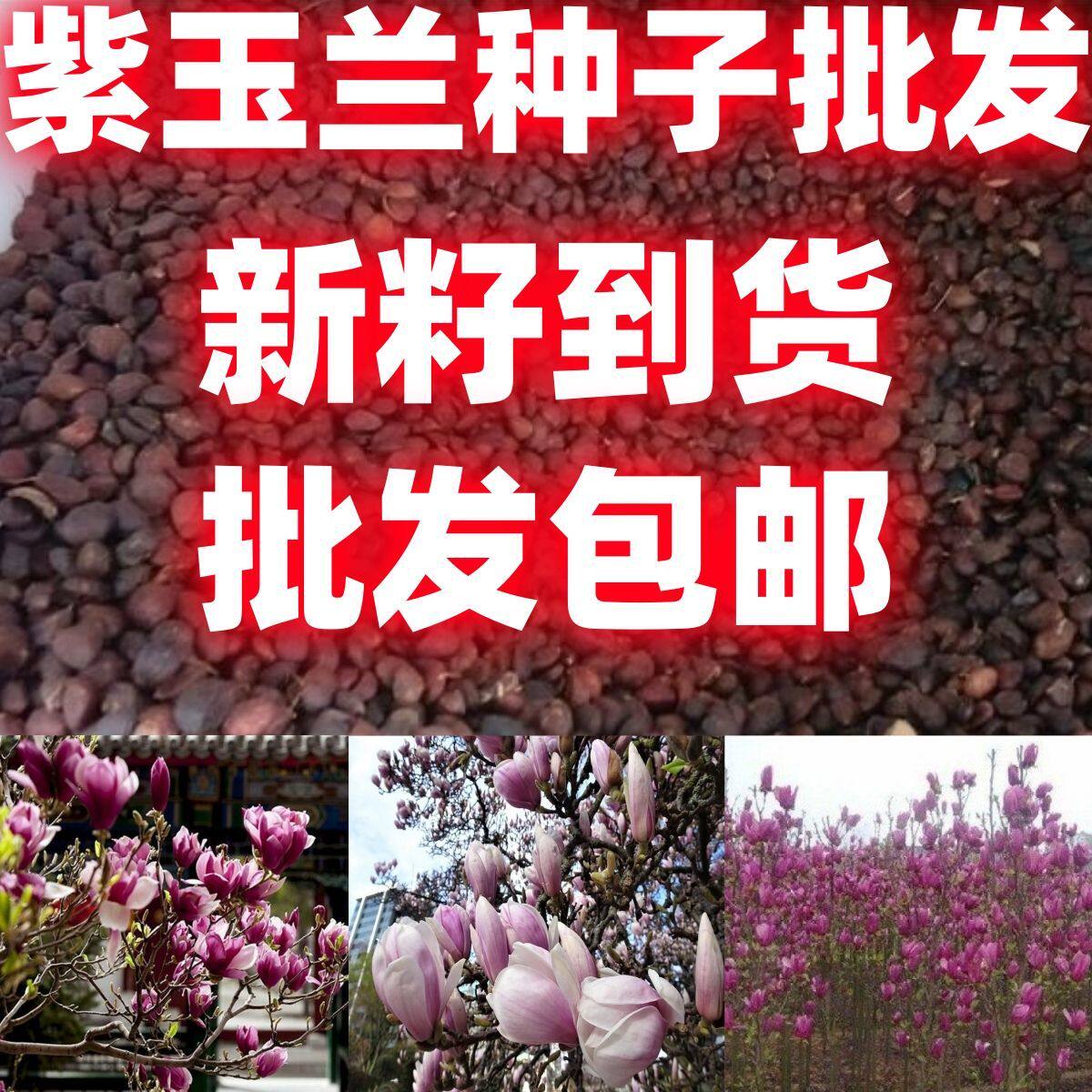 紫玉兰树种子玉兰种子广玉兰种子黄玉兰辛夷玉兰种子种籽玉兰种子