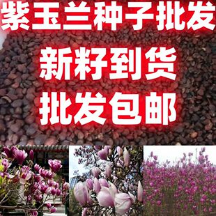 紫玉兰树种子玉兰种子广玉兰种子黄玉兰辛夷玉兰种子种籽玉兰种子