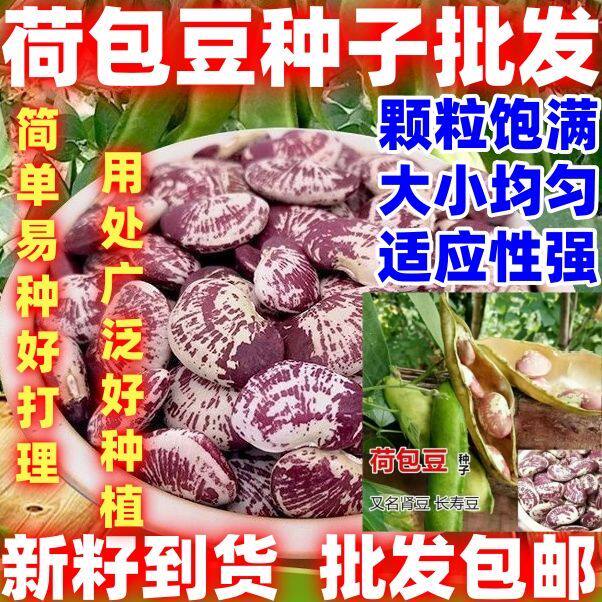 批发荷包豆种子简单易种云南大红腰豆种子皇帝豆种大粒荷包豆种子