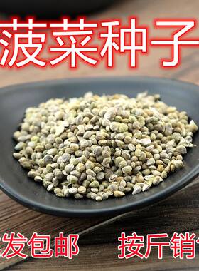 菠菜种子大叶菠菜春秋种植蔬菜种子菜籽散装菠菜种籽厂家直销菜种