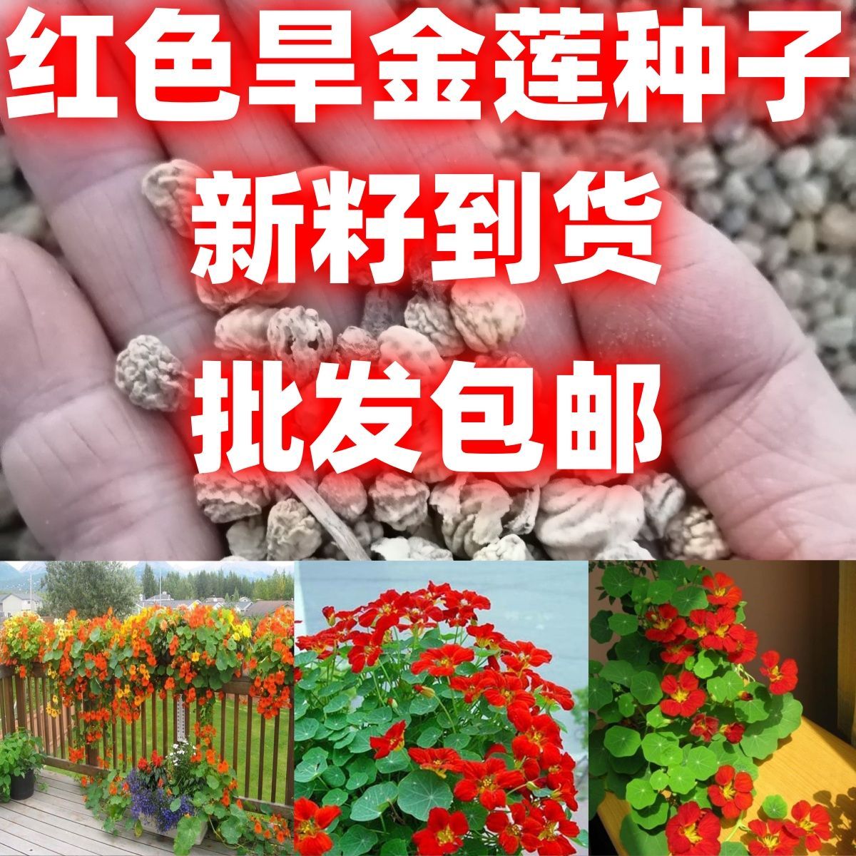 红旱金莲种子四季开花盆栽花草植物室内易活新手包邮花卉种子