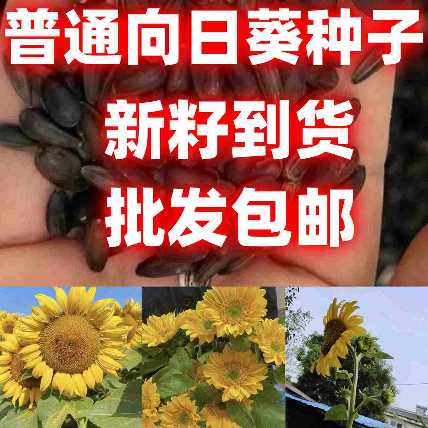 普通向日葵花种子庭院室外景观花海种子简单易种开花矮向日葵种孑