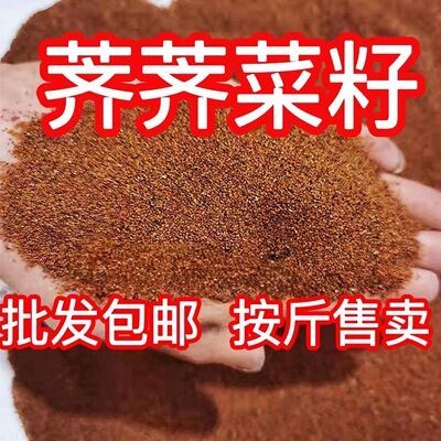 荠荠菜种子农家四季大叶春野菜种籽食用盆栽荠菜种孑青菜籽秋冬播