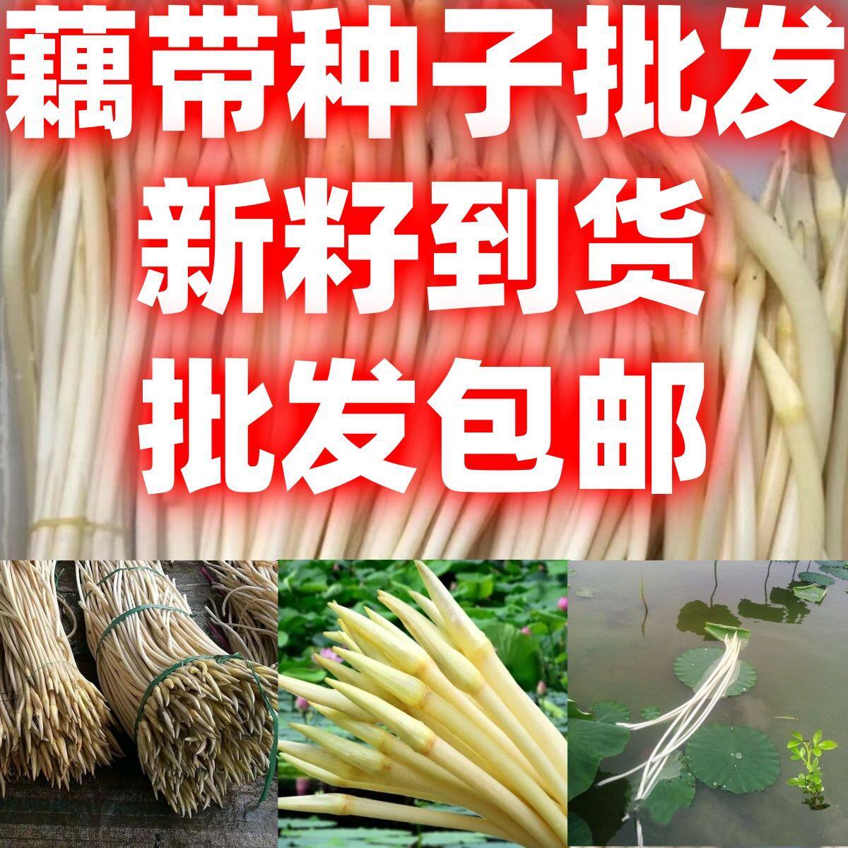 当季新籽藕尖藕簪可开荷花观赏食家庭园艺种子