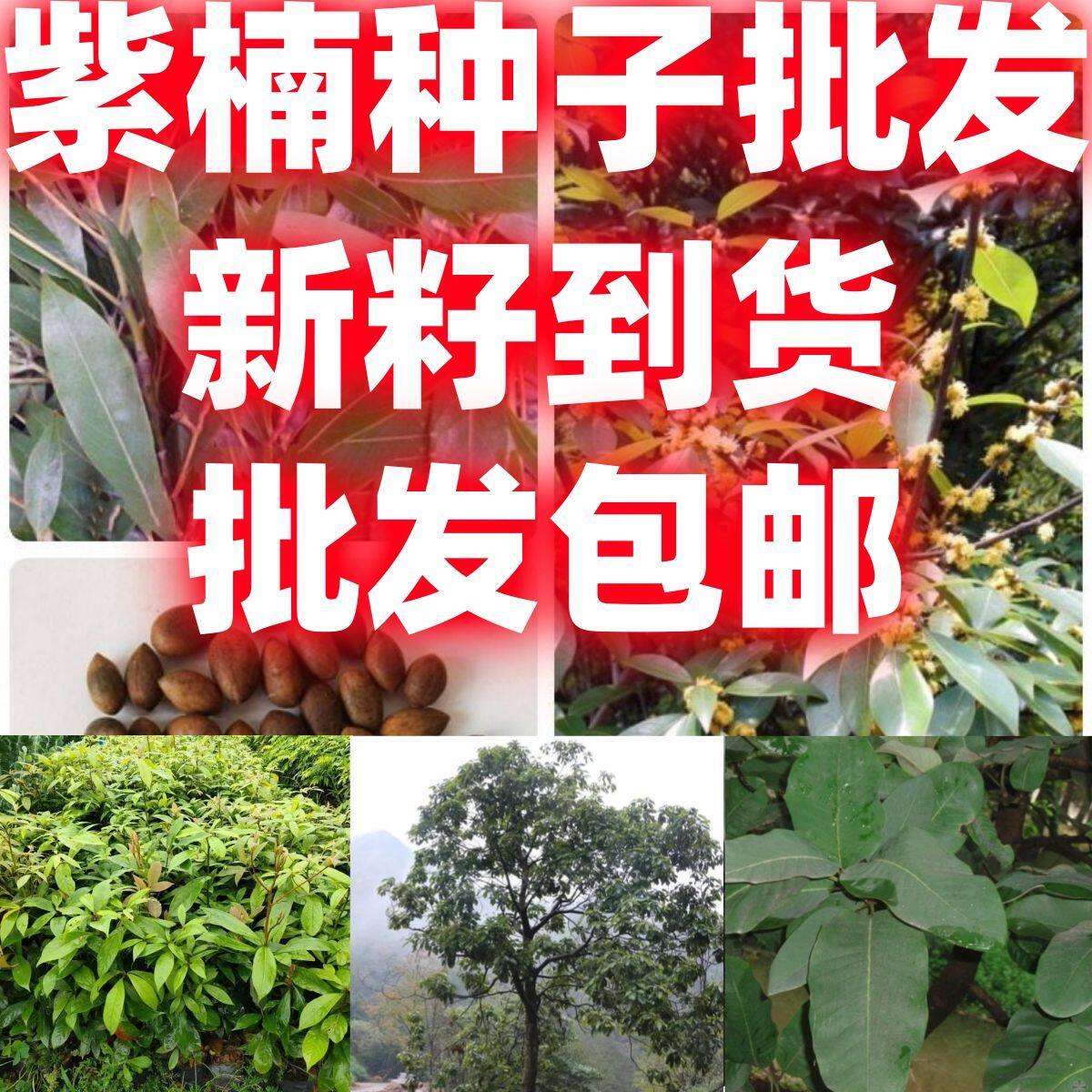 紫楠金丝楠木种子桢楠雅楠闽楠树种制作手串林木园林绿化木材