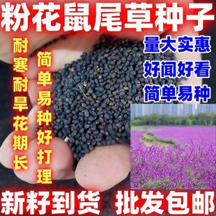 粉花鼠尾草红花种子粉萼花籽粉蝶花种籽子简单易种好种籽花种子