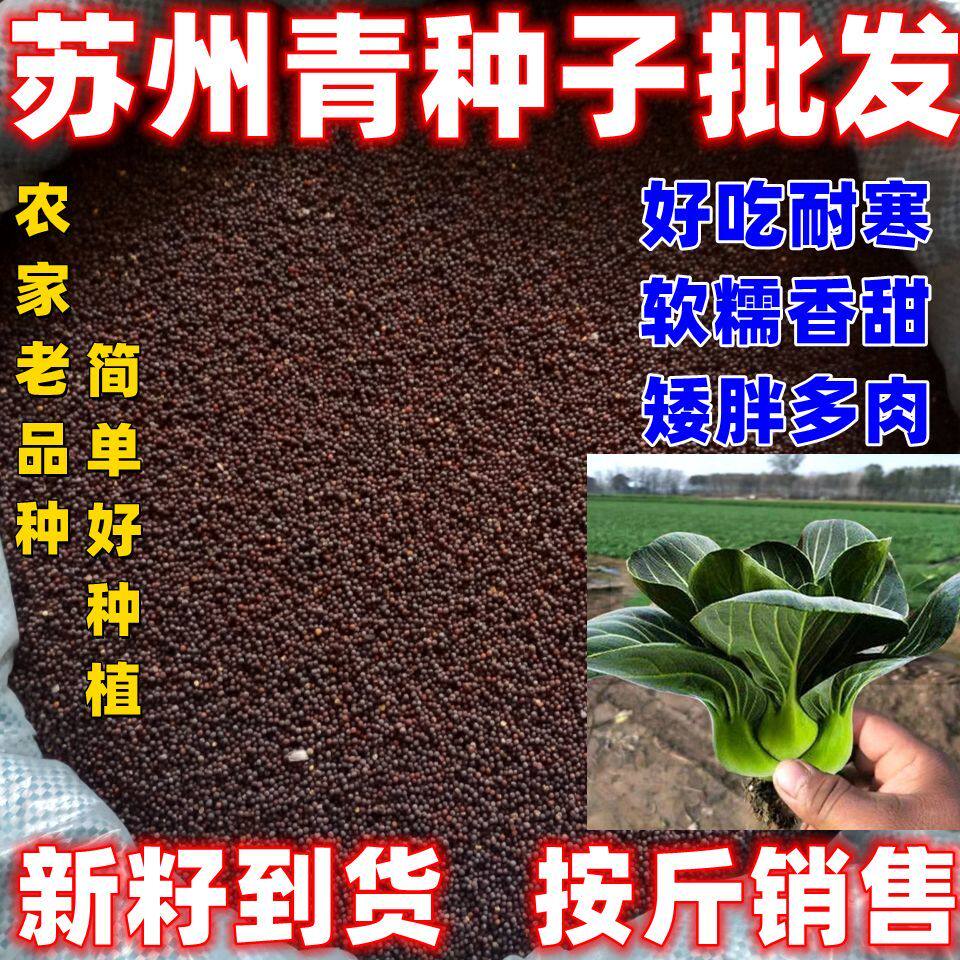 矮脚苏州青种子按斤卖四季可种植黑叶油菜籽阳台田园蔬菜种孑