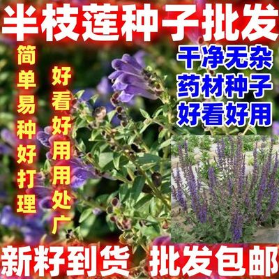 好种中草药材籽半枝莲种子并头草韩信草赶山鞭牙刷草紫连草包邮