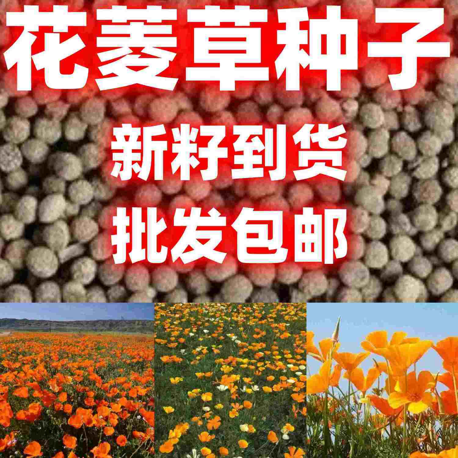 花菱草种子包邮种籽子耐寒秋播景观绿化早春季开景观花海种子