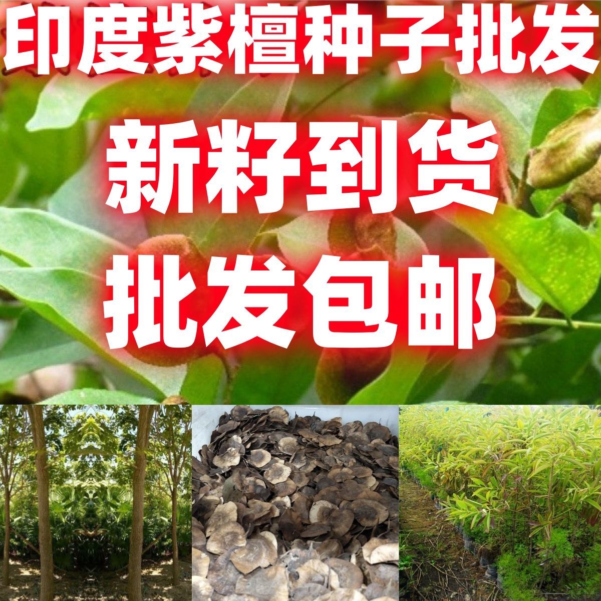 印度小叶紫檀种子羽叶檀青龙木黄柏木檀香树种子名贵木材籽种子