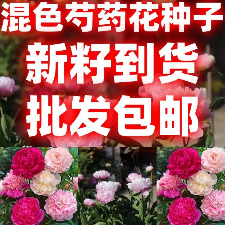 芍药花种子混色大花芍药四季花卉包邮高产易活盆栽室内外