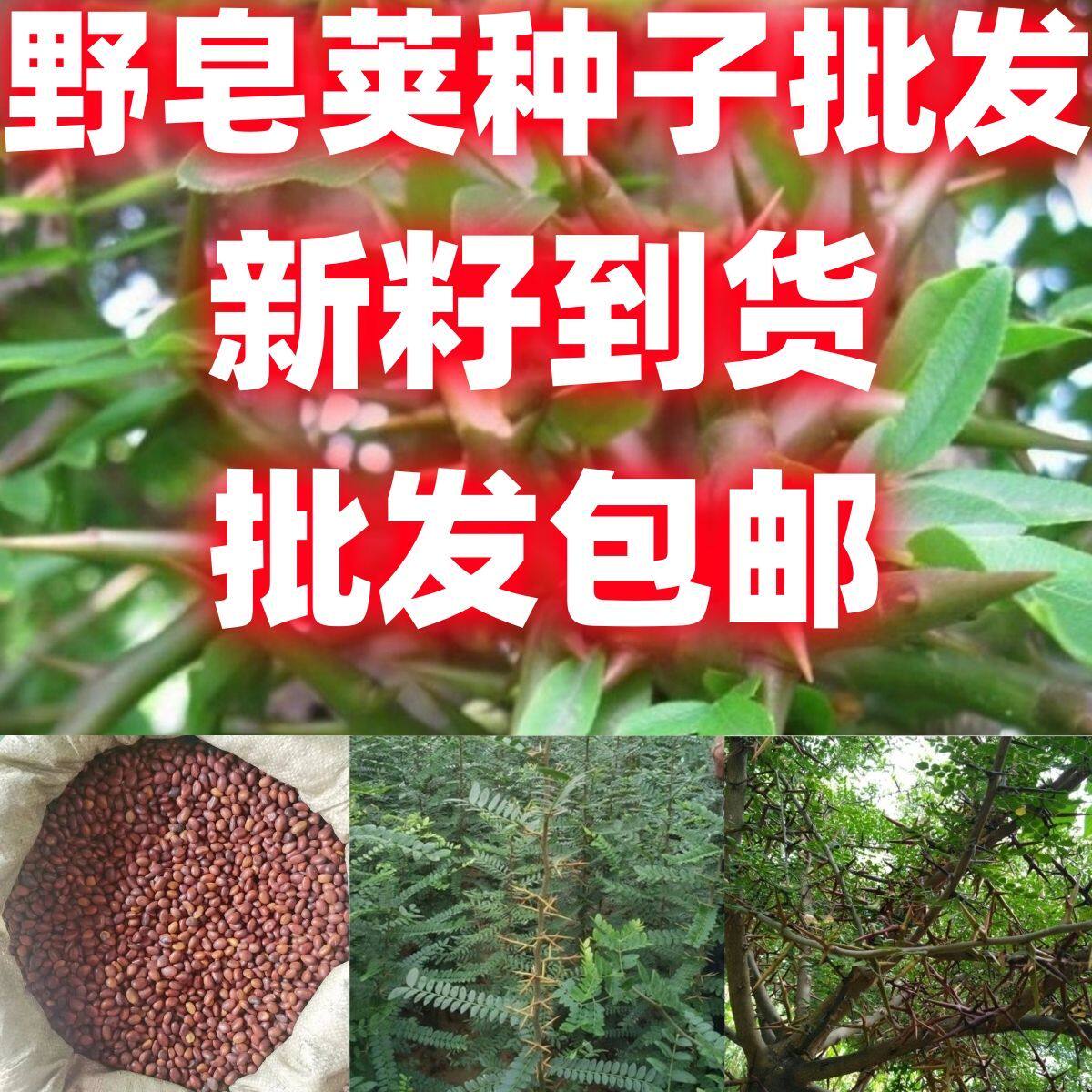 新采野皂角种子大皂角中皂角刺树苗种子篱笆围栏皂荚皂角皂角种子