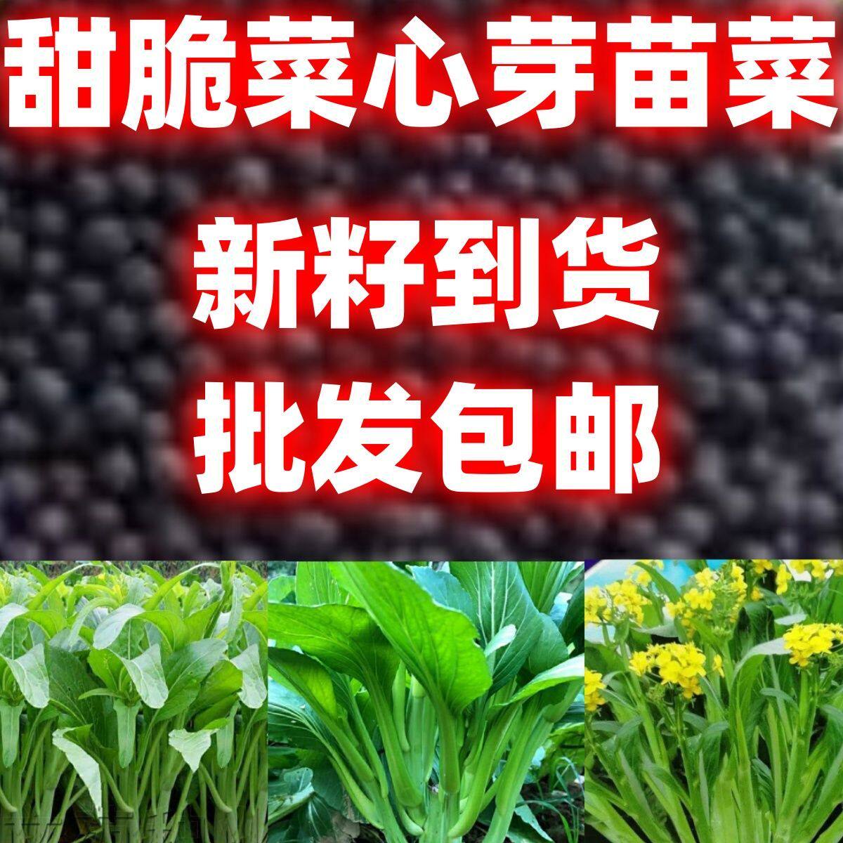 脆甜菜心芽苗菜种子四九菜心芽苗家庭园艺种子