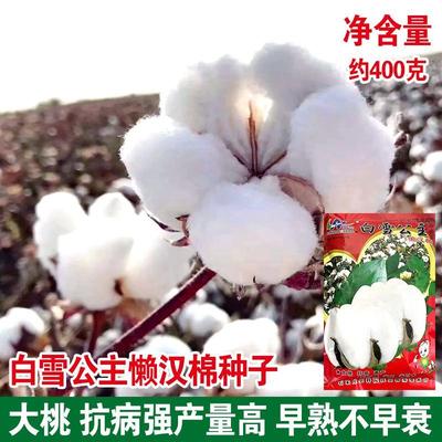 白雪公主懒汉棉棉花种子种籽大田种植农用四季高产子仔孑春季籽种