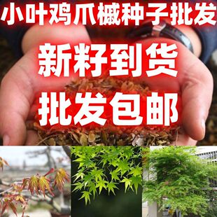 当季新籽小叶鸡爪槭种子林木种子鸡爪枫种子小叶鸡爪槭包邮