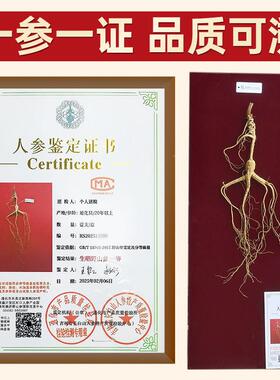 长白山野参带证书一等参20年林下参山CUD生人参林下山参东北野山