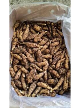 长菌ZWT天白苦山野生林下麻/天麻粉不不麻