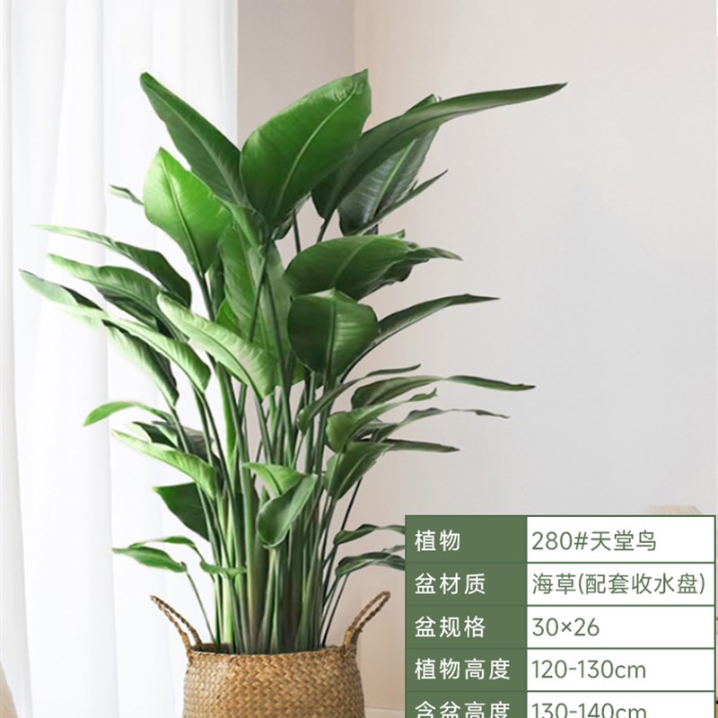 天堂鸟盆栽室内客厅网红大型绿植办公室绿色植物好养活花卉鹤望兰