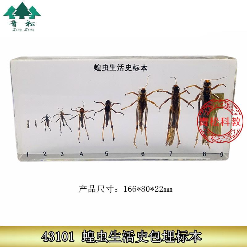 蝗虫生活史标本包埋昆虫人工琥珀动物标本儿童生物教学科普教具