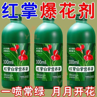 红掌营养液治黄叶干枯叶斑病不开花花期短花失色免稀释氮磷钾肥料