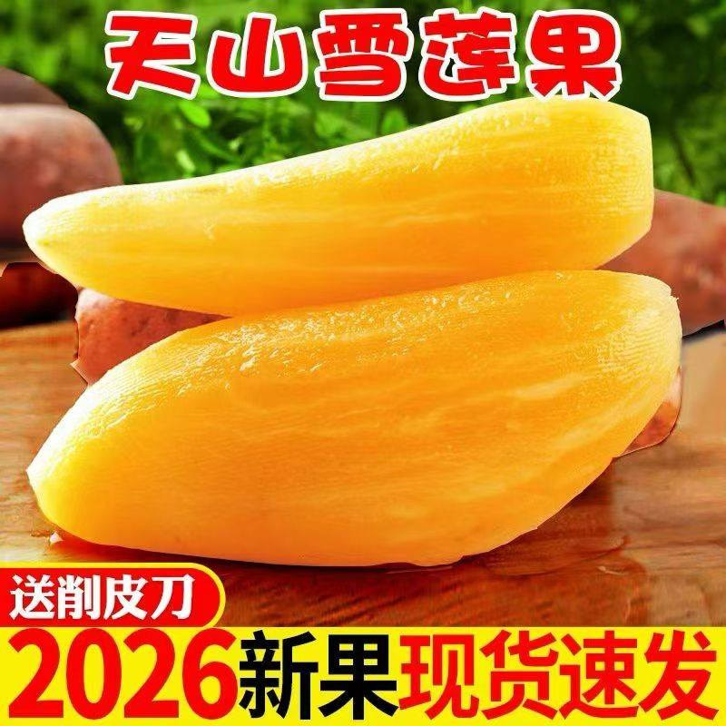 【坏果包赔】云南天山雪莲果现挖现发水果黄心脆甜多汁新鲜3/5/9