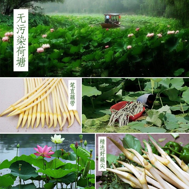 湖北即食洪湖泡藕带400G*6包藕尖酸辣下饭菜泡椒藕带正宗泡椒藕带