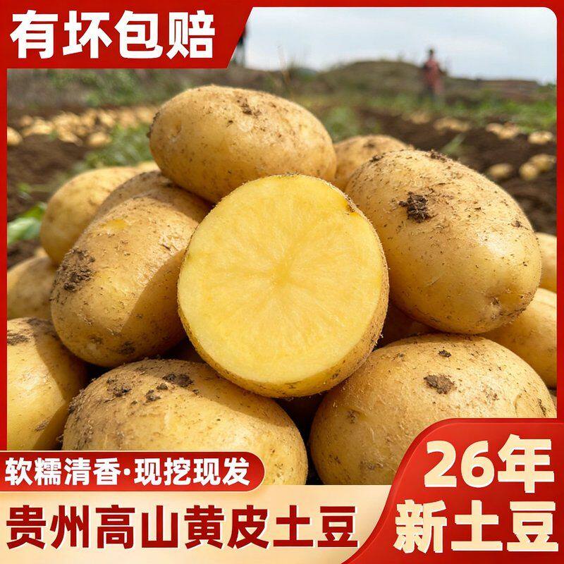 贵州黄心土豆黄皮土豆大个软糯洋芋马铃薯黄肉土豆黄心当季蔬菜
