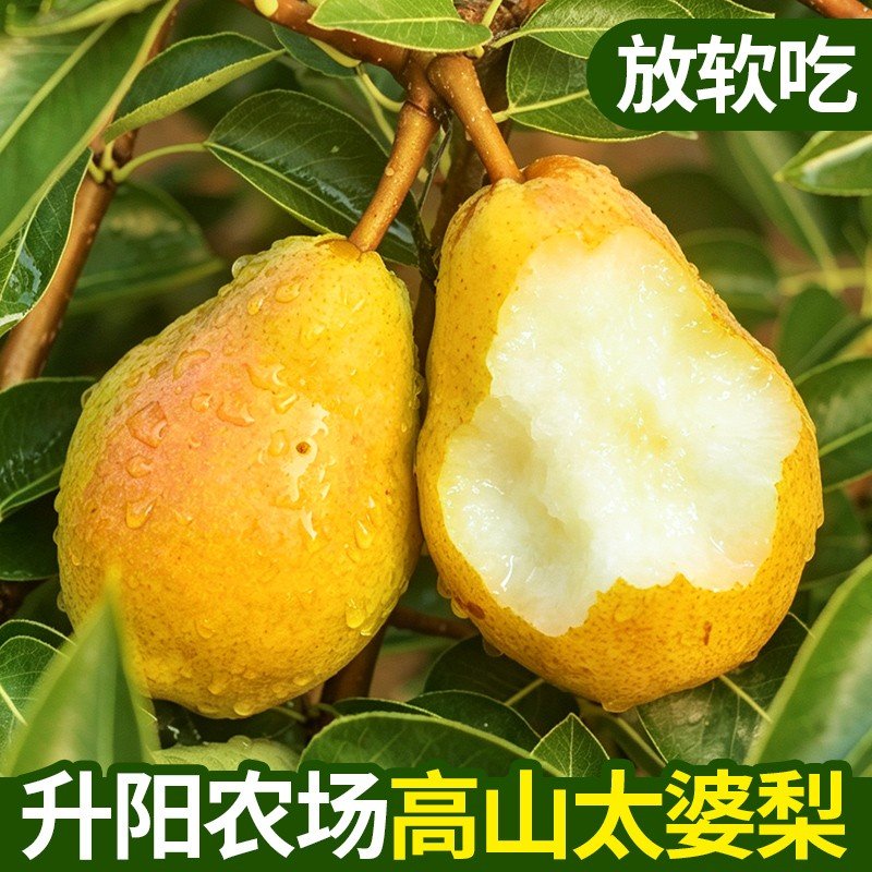 烟台大泽山太婆梨香蕉梨水果新鲜大头梨茄梨软梨当季整箱啤梨包邮