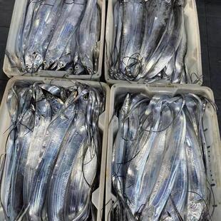【大号】青岛油带鱼 刀鱼 5-6两/条 4斤+送1斤  3指宽 无破肚整条