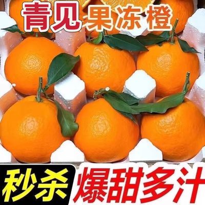 【甄选品质】正宗四川青见果冻橙