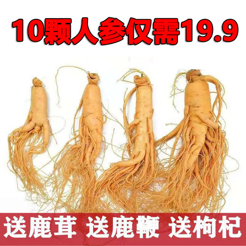 人参长白山煲汤泡酒产地直发整枝