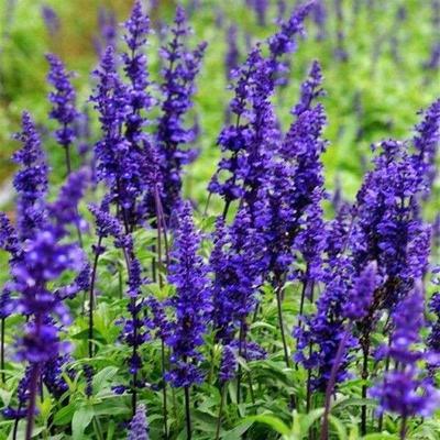 薰衣草花苗带花苞室外开花盆栽植物庭院花园易养活阳台香草苗花卉