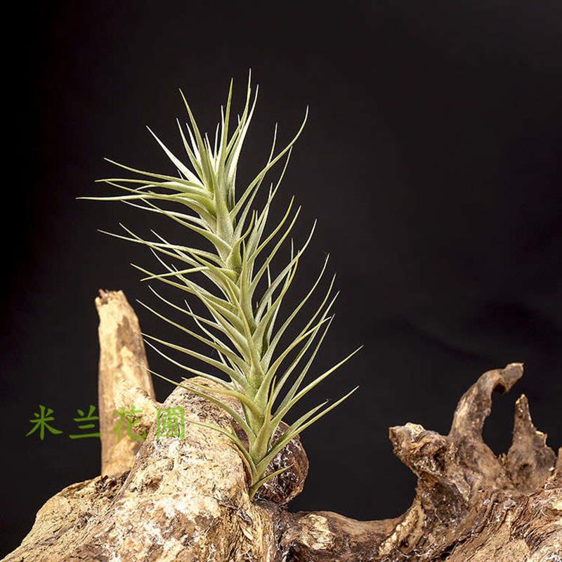 空气凤梨无土植物贝吉懒人绿植盆栽花卉