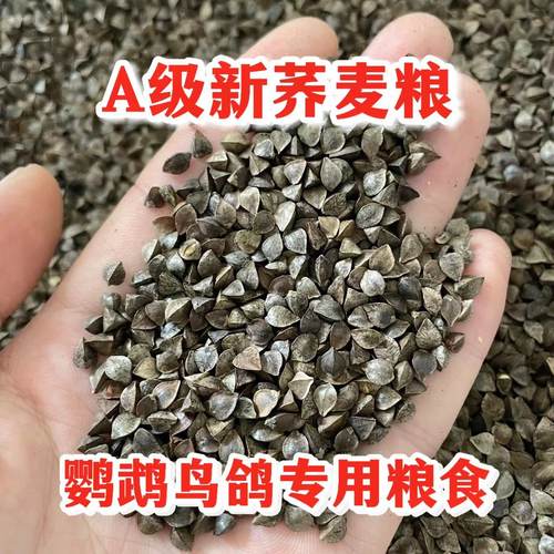 精品优质荞麦鸟粮带壳鹦鹉鸟粮饲料仓鼠豚鼠龙猫宠物粮食鸽粮包邮