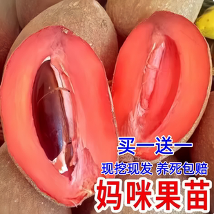 妈咪果苗嫁接新品种马加纳马梅果实南方种植盆栽阳台庭院当年结果