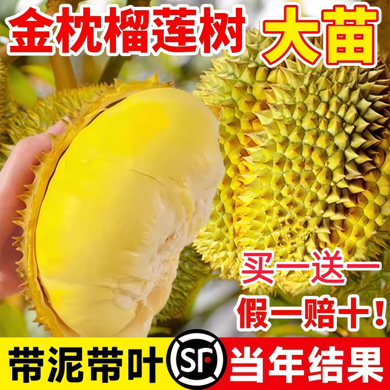 金枕榴莲树果苗南北方种植猫山王