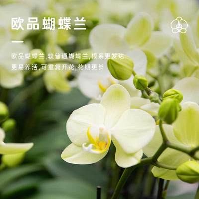 金色池塘【卡利】蝴蝶兰盆栽带花客厅花卉乔迁鲜花中秋教师节礼物