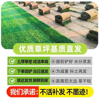 皮真草皮拉坪带土别四台湾马尼草KVW草土墅带园绿化泥花湾季青草
