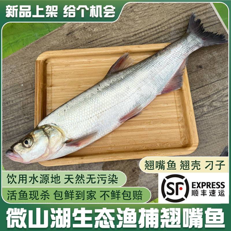 微山湖大翘嘴鱼新鲜活鱼现杀顺丰