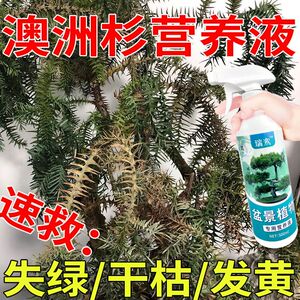 生根药水营养液澳洲杉盆景专用营养液液体肥促生酸性植物叶面喷施