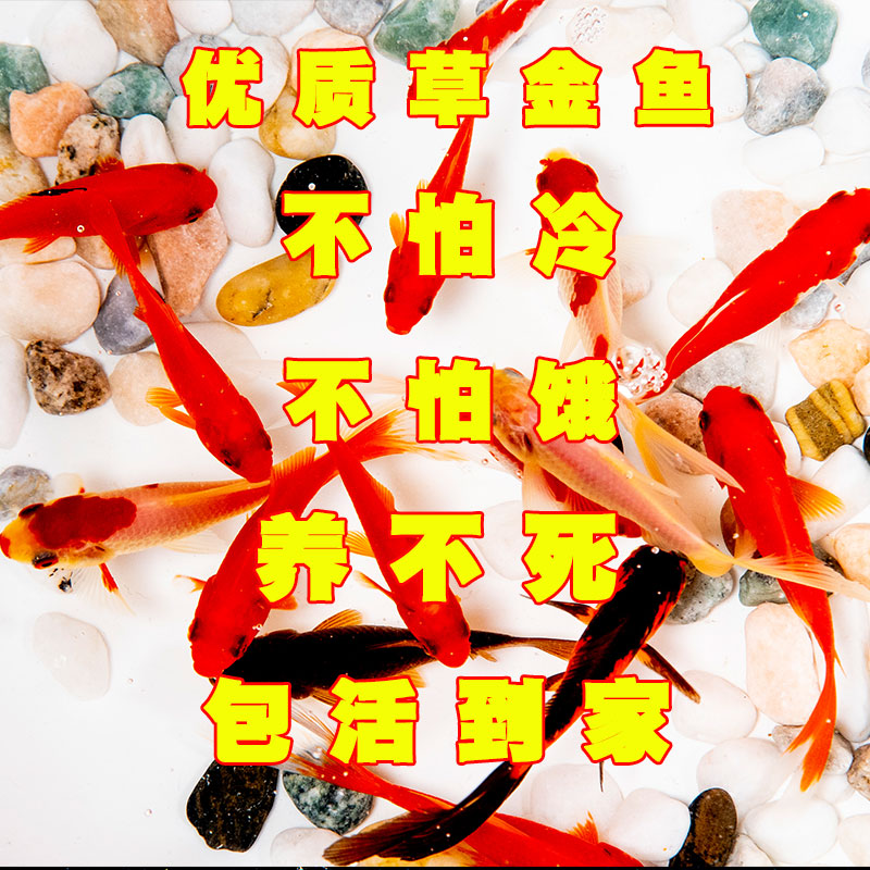 优质冷水观赏鱼自来水可养冻不死
