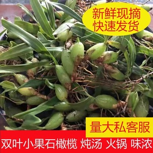 石橄榄草双叶小号新鲜石仙桃果福建煲汤炖汤野外生鲜现摘现发500g