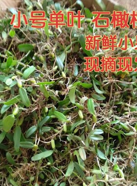 石橄榄草单叶小号新鲜石仙桃果福建煲汤材料炖汤现摘现发500g包邮