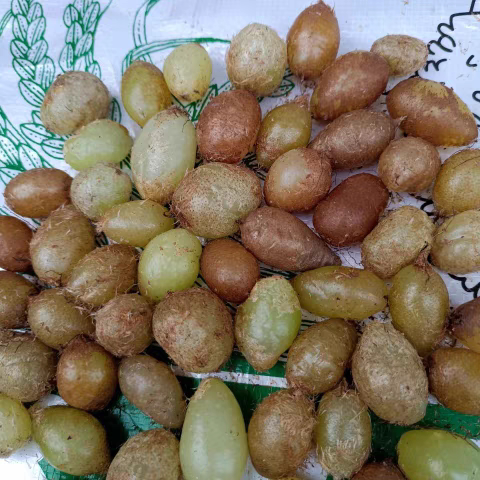 贵州(新鲜石黄皮肾蕨果)凤凰蛋