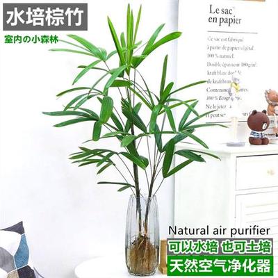 水培金山棕竹室内桌面盆栽花卉盆景带根子老桩比马醉木吊钟还好养
