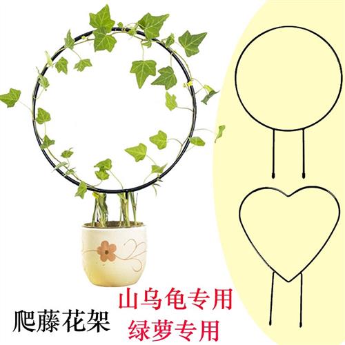 山乌龟爬藤架子心形圆形植物造型小支架铁艺铁线莲支撑杆